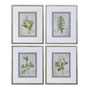 Stem Study Framed Prints