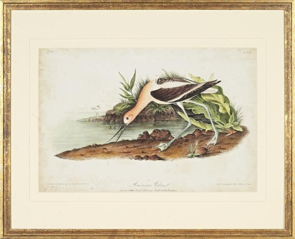American Advocet Bird Framed