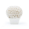 Bungalow 5 Boston Round Boxwood Topiary
