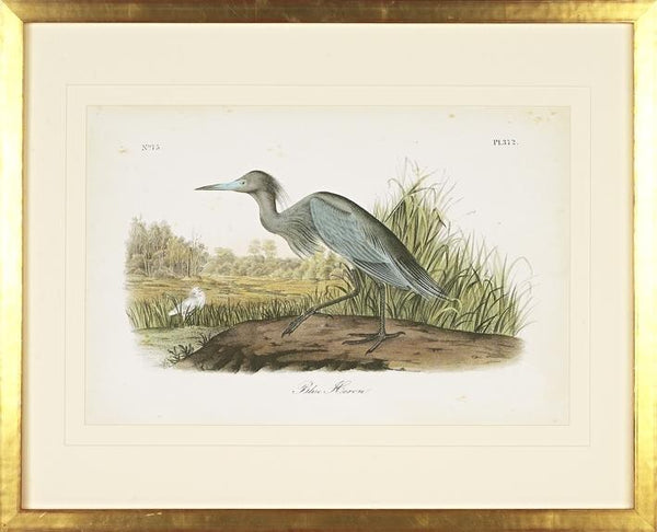 Blue Heron Bird Framed