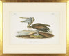 Long-billed Curlew Bird Framed