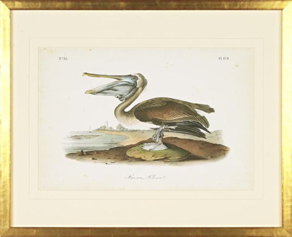 Long-billed Curlew Bird Framed