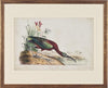 Glossy Ibis Bird Framed