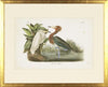 Reddish Egret Bird Framed