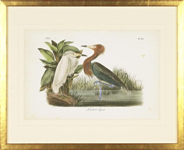 Reddish Egret Bird Framed