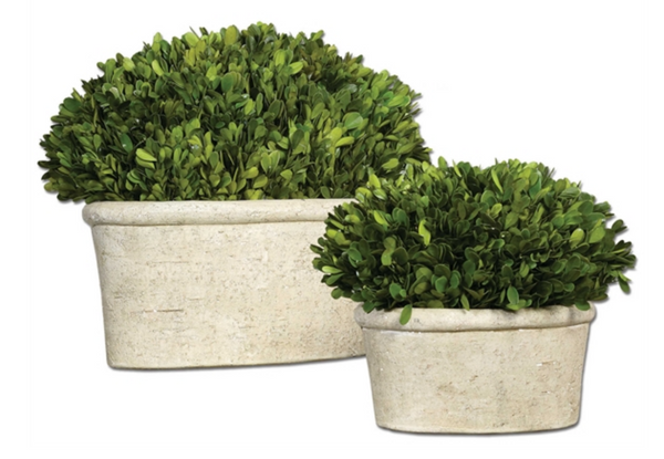 Uttermost Preserved Boxwood Oval Domes