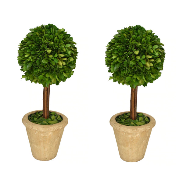 Preserved Boxwood Topiary Single Ball Set of Two