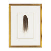 Feather Number One Framed Art