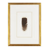 Feather Number Four Framed Art